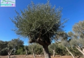 Terreno no urbanizable en venta en la España, Felanitx, ref: TR313776 foto