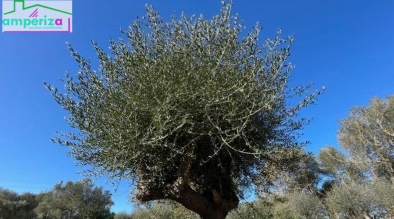 Islas Baleares - Felanitx - 61129m2