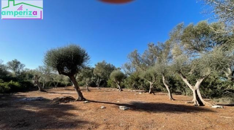 Islas Baleares - Felanitx - 61129m2