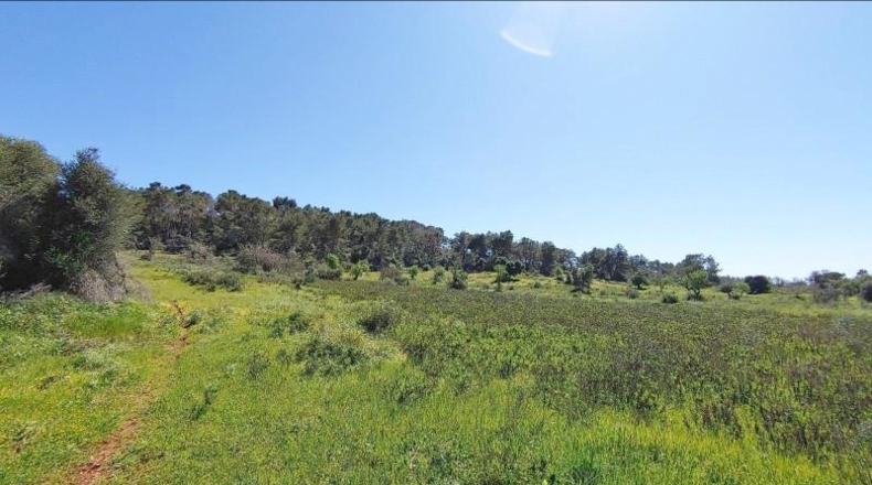 Illes Balears - Felanitx - 23000m2