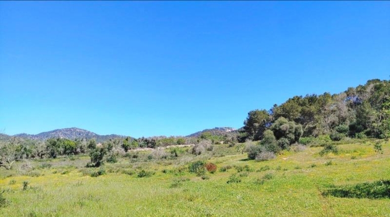 Illes Balears - Felanitx - 23000m2