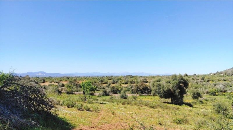 Illes Balears - Felanitx - 23000m2