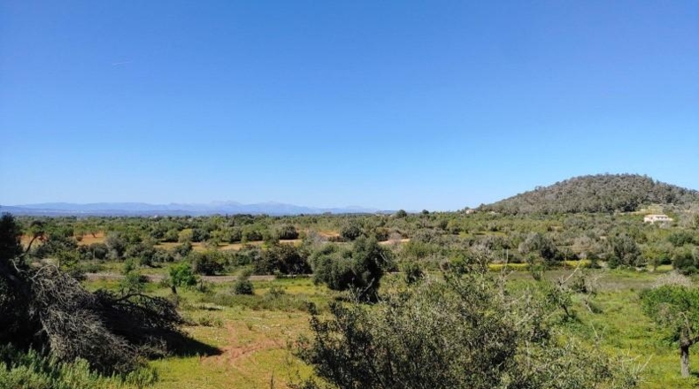 Illes Balears - Felanitx - 23000m2