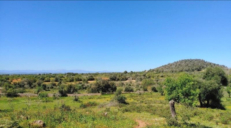 Illes Balears - Felanitx - 23000m2