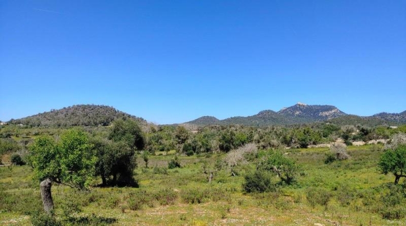 Illes Balears - Felanitx - 23000m2