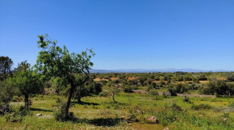 Illes Balears - Felanitx - 23000m2