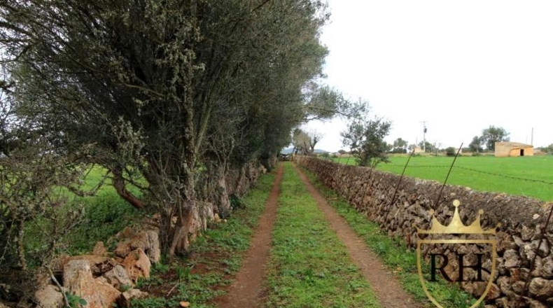 Balearic Islands - Felanitx - 61129m2