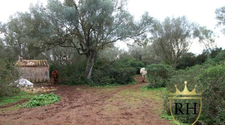 Balearic Islands - Felanitx - 61129m2