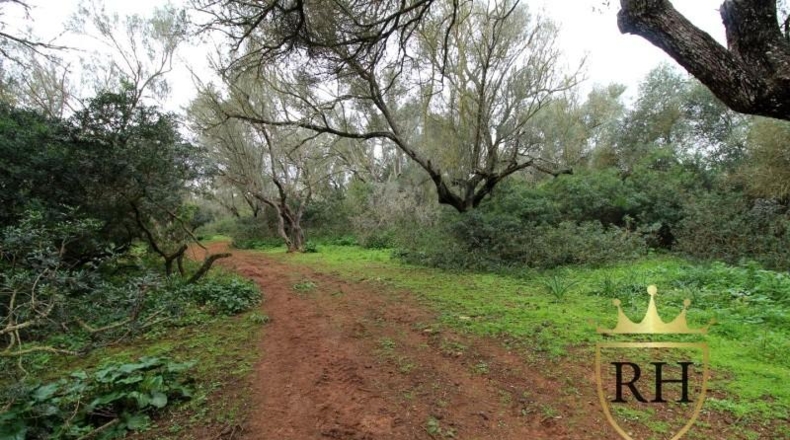 Balearic Islands - Felanitx - 61129m2