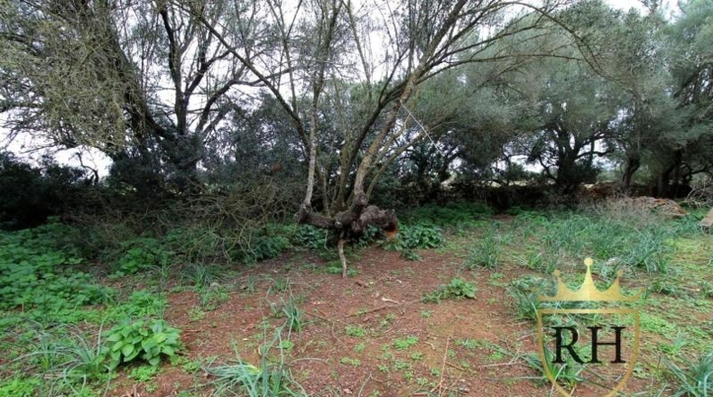 Balearic Islands - Felanitx - 61129m2