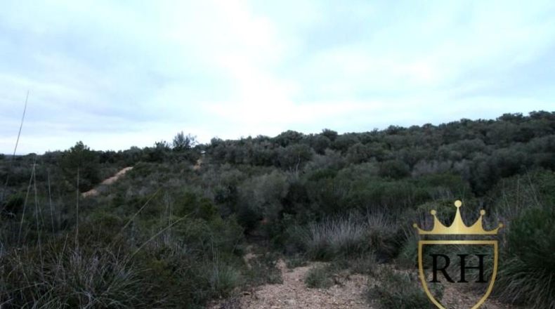 Balearic Islands - Felanitx - 61129m2