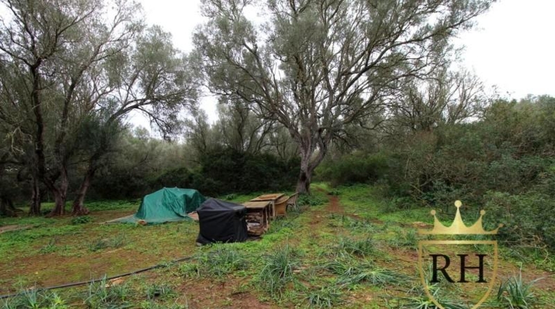 Balearic Islands - Felanitx - 61129m2