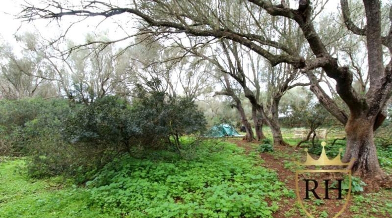 Balearic Islands - Felanitx - 61129m2