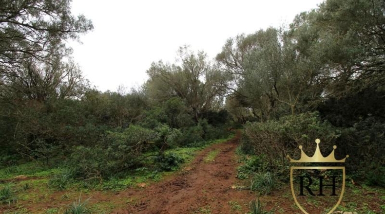 Balearic Islands - Felanitx - 61129m2