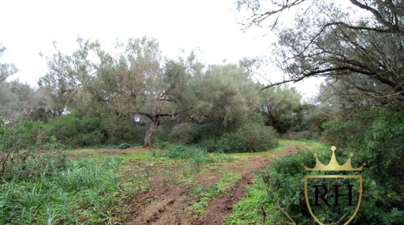 Balearic Islands - Felanitx - 61129m2