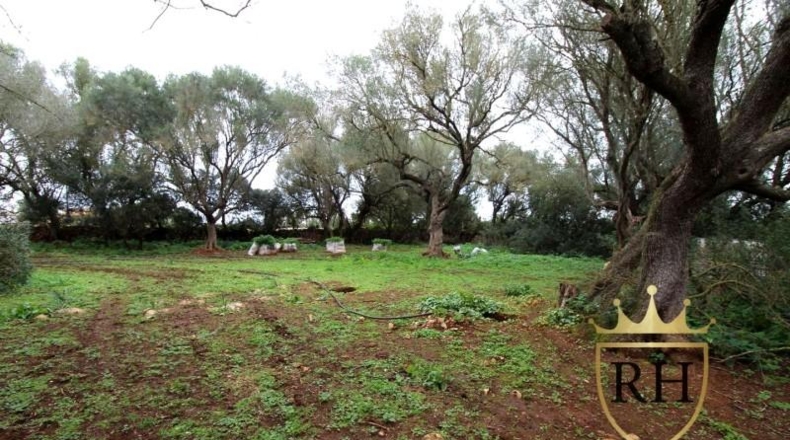 Balearic Islands - Felanitx - 61129m2
