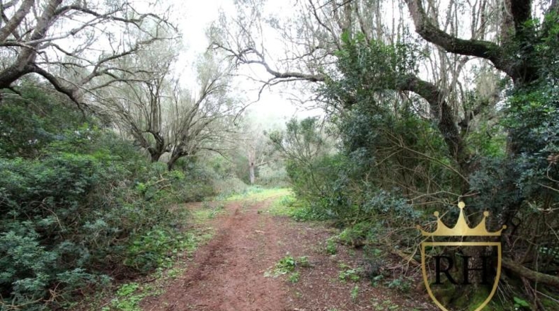 Balearic Islands - Felanitx - 61129m2