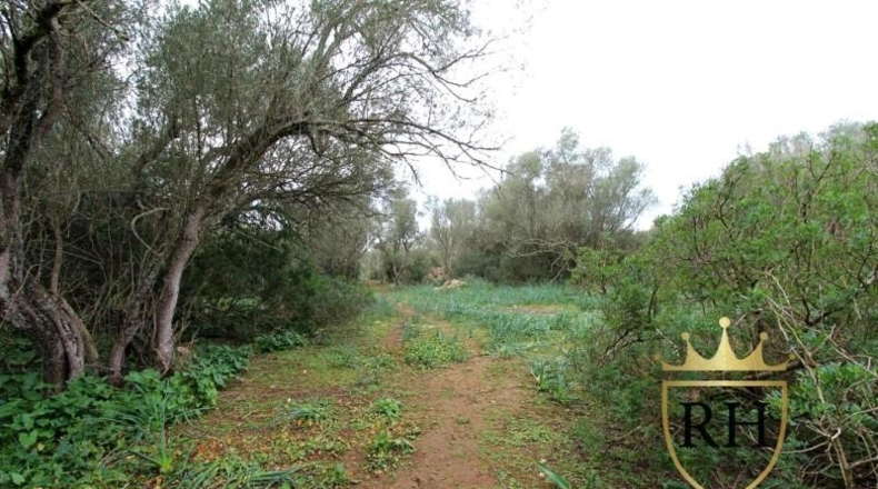 Balearic Islands - Felanitx - 61129m2