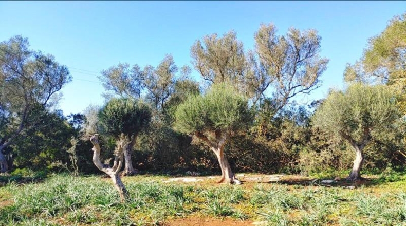 Balearic Islands - Felanitx - 61000m2