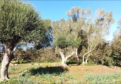 Terreno no urbanizable en venta en la España, Felanitx, ref: TR223601 foto