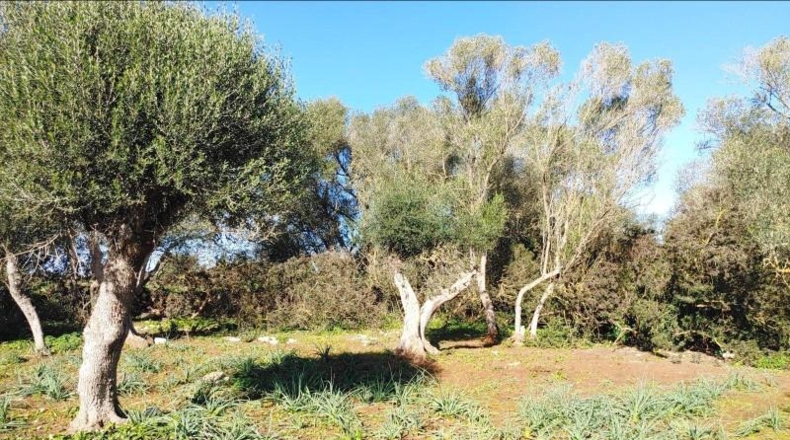 Balearic Islands - Felanitx - 61000m2
