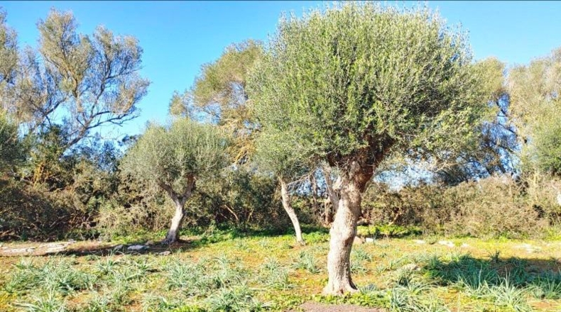 Balearic Islands - Felanitx - 61000m2