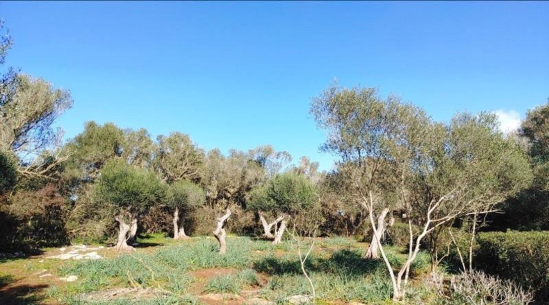 Balearic Islands - Felanitx - 61000m2