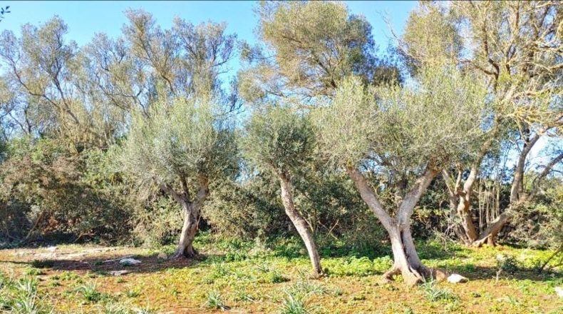 Balearic Islands - Felanitx - 61000m2