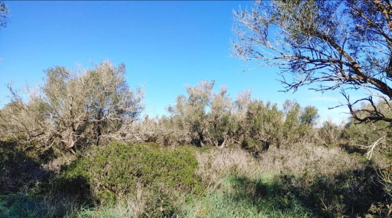 Balearic Islands - Felanitx - 61000m2