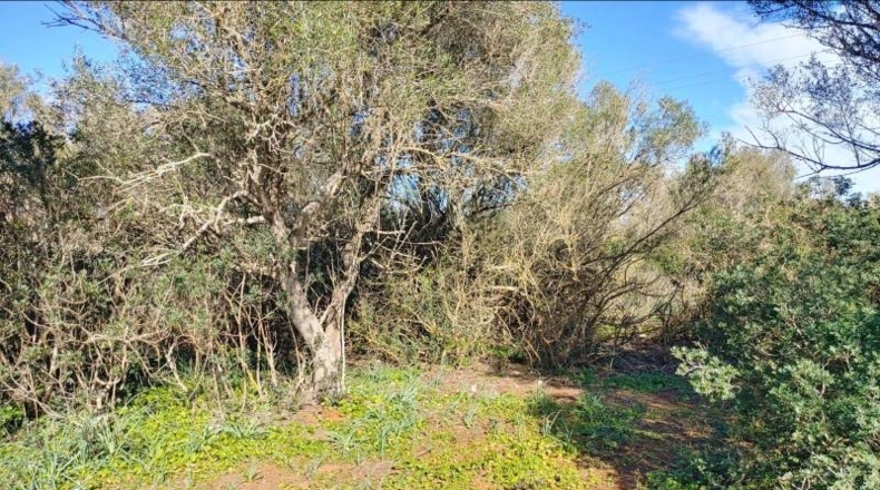 Balearic Islands - Felanitx - 61000m2