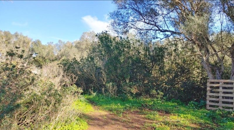 Balearic Islands - Felanitx - 61000m2
