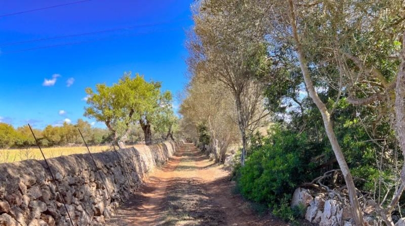 Balearic Islands - Felanitx - 61021m2
