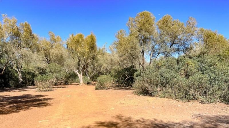 Balearic Islands - Felanitx - 61021m2