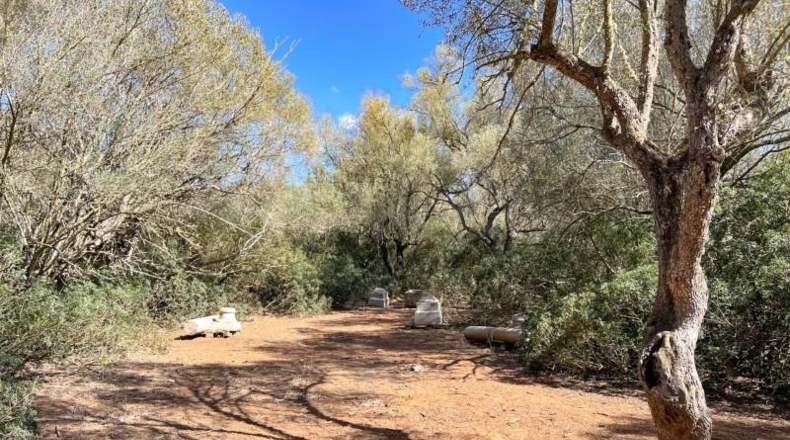 Balearic Islands - Felanitx - 61021m2