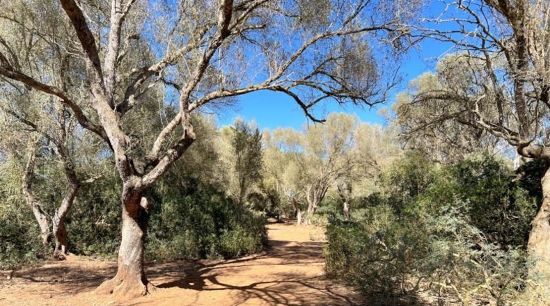 Balearic Islands - Felanitx - 61021m2