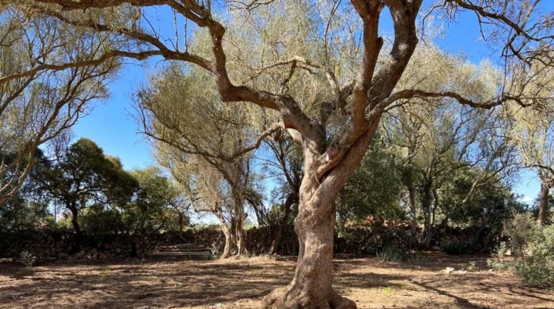 Balearic Islands - Felanitx - 61021m2