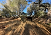 Non-developable land for sale on España, Felanitx, ref: TR342953 photo