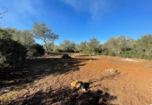 Non-developable land for sale on España, Felanitx, ref: TR342953 photo