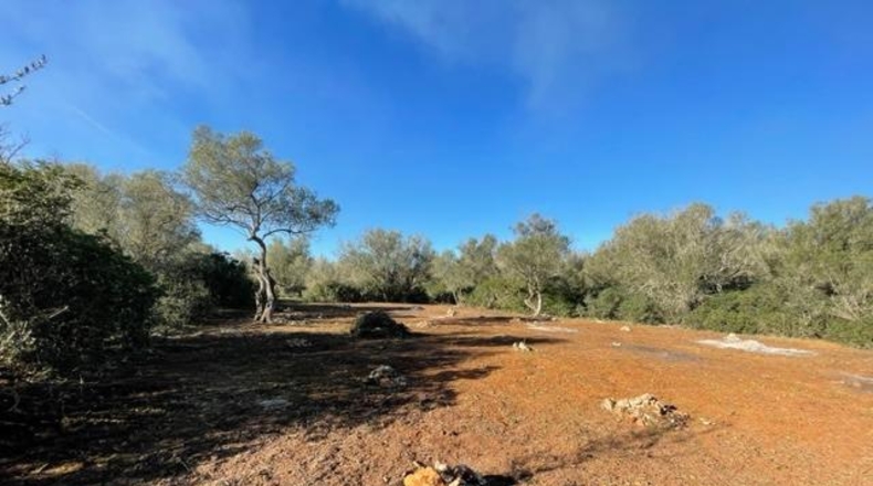Islas Baleares - Felanitx - 6129m2