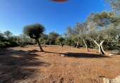 Non-developable land for sale on España, Felanitx, ref: TR342953 photo