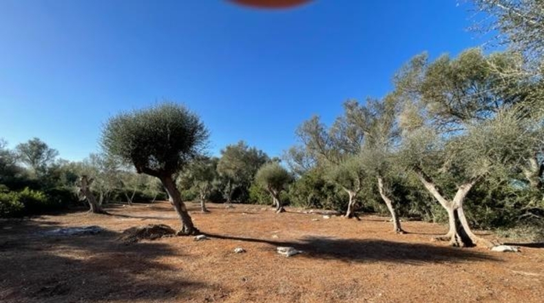 Islas Baleares - Felanitx - 6129m2