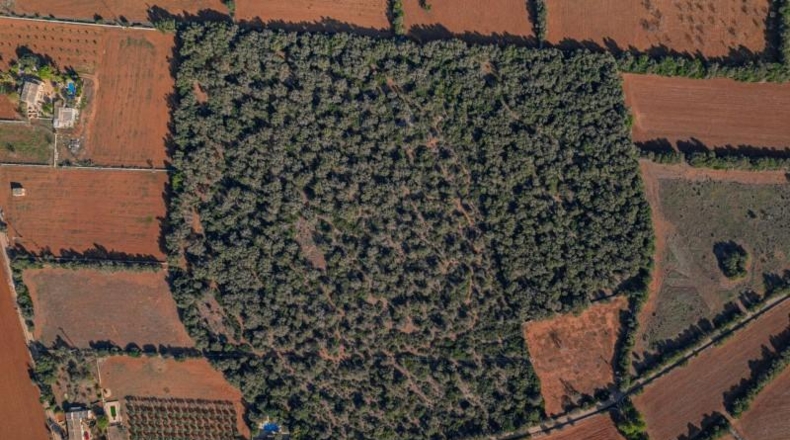Islas Baleares - Felanitx - 61000m2