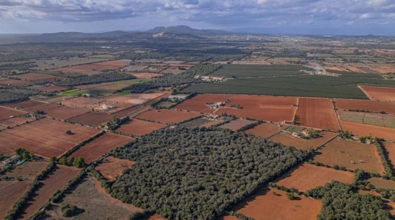 Islas Baleares - Felanitx - 61000m2