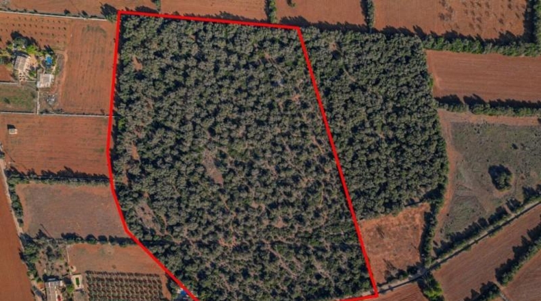 Islas Baleares - Felanitx - 61000m2