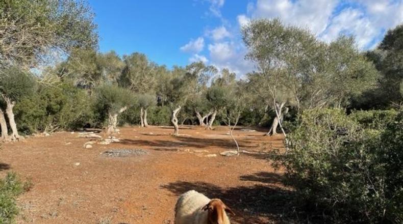 Islas Baleares - Felanitx - 61000m2