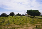 Casa con terreno en venta en la España, Forfoleda, ref: TR398444 foto