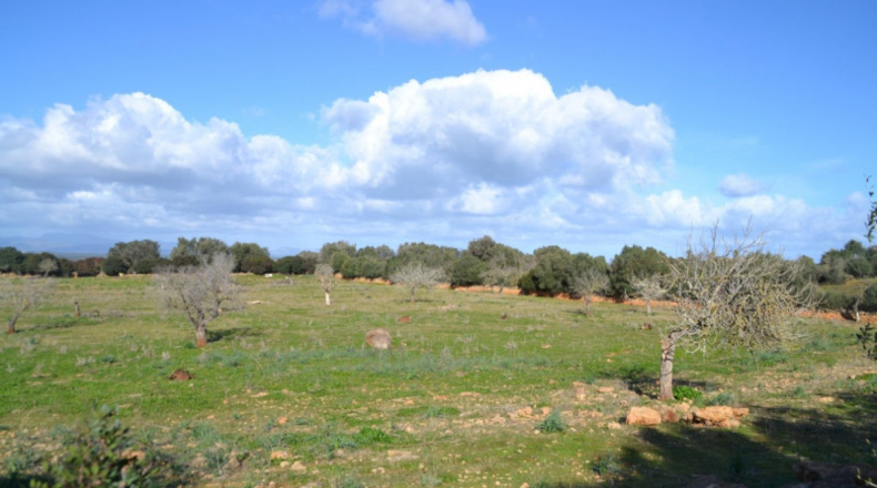 Islas Baleares - Manacor - 42985m2