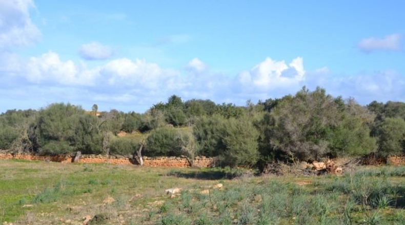 Islas Baleares - Manacor - 42985m2