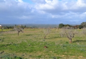 Detached villa with land for sale on España, Manacor, ref: TR137443 photo