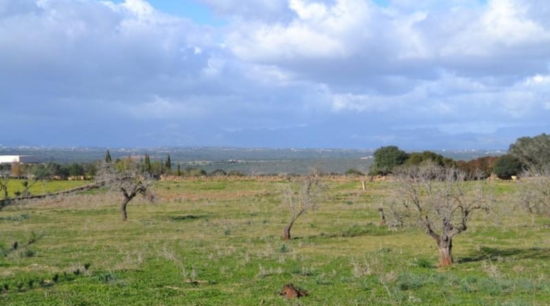 Islas Baleares - Manacor - 42985m2